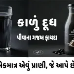 કાળું દૂધ