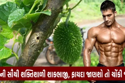 કંકોડા ના અદભુત ફાયદા